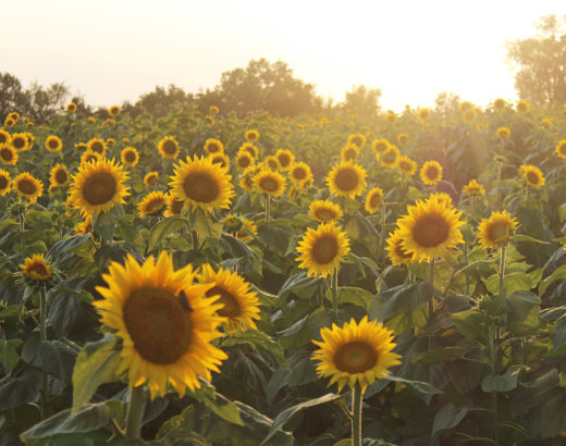 Life is Beautiful: Sunflowers 2019