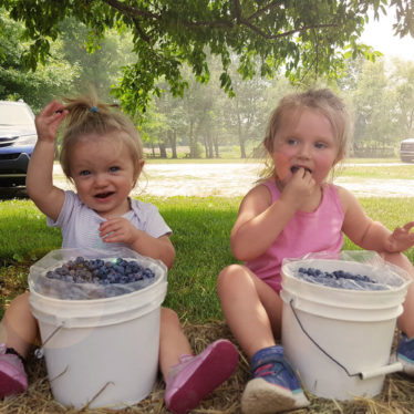 Blueberries Ripe for the Picking