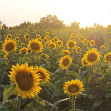 Life is Beautiful: Sunflowers 2019